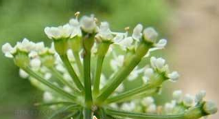 治療糖尿病根治圣方----茯神湯! 竹葉