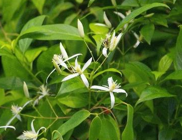 中藥方劑甘草干姜茯苓白術湯的配方組成以及藥材介紹! 中藥甘草