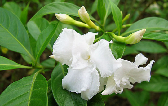 單根木葉的藥用價值