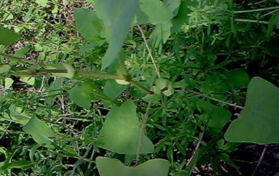 從中醫(yī)角度了解一下獨腳柑的功效與作用以及食用方法! 獨腳柑