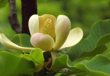 中藥方劑葛根柴胡湯的方劑制法及藥材介紹! 中藥厚樸