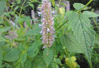 家中常備此藥,芳香化濕,可治濕熱引起的感冒!!! 藿香——治療濕熱引起感冒的方法