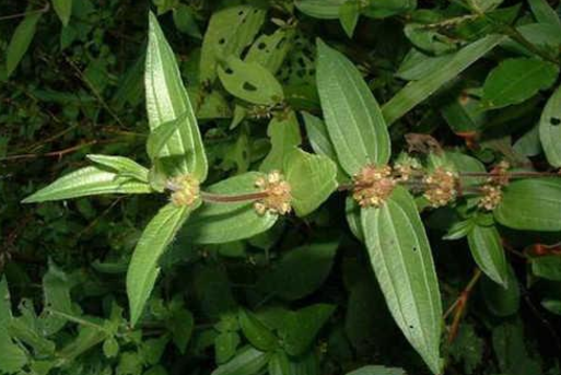 大粘藥的形態(tài)特征