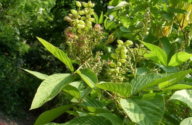 大葉千斤拔的用法