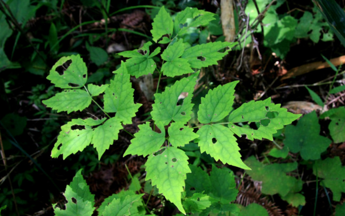 大葉馬尾連的用藥禁忌