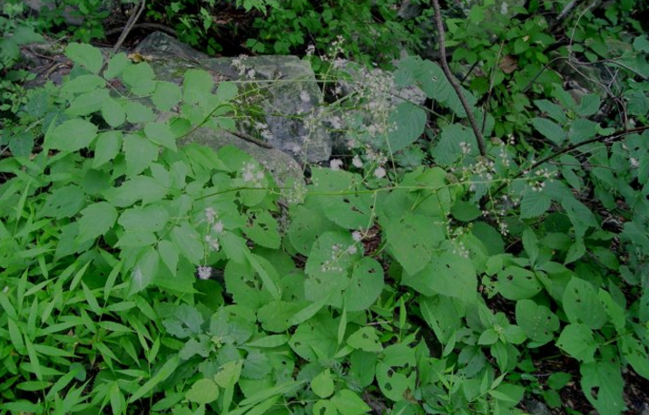 大葉馬尾連的性狀鑒別
