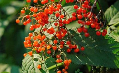 血滿草選方應用！