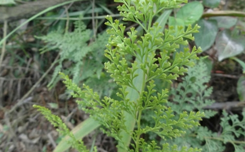 大葉金花草的應(yīng)用