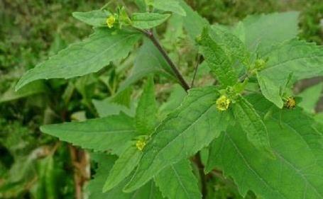 希薟草的藥理作用！