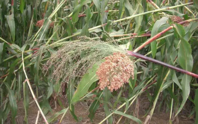 野高粱的應(yīng)用價值