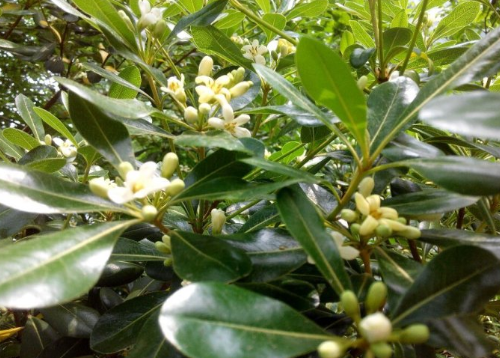 補(bǔ)中益氣湯