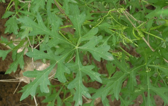 雪山一支蒿的應(yīng)用