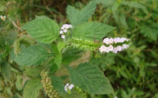 大尾搖的功效與作用