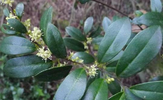 中醫(yī)眼中的酸藤木！