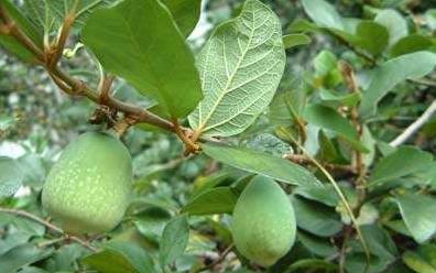 中醫(yī)詳解酸疼木的用途！