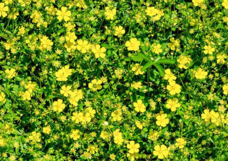 中藥五爪風治療腸梗阻的方法及其五爪風的圖片辨別! 五爪風的圖片