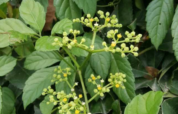 中藥五爪風治療腸梗阻的方法及其五爪風的圖片辨別! 五爪風的功效