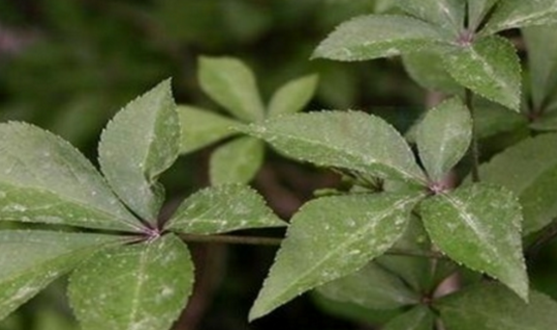 中藥五爪風治療腸梗阻的方法及其五爪風的圖片辨別! 五爪風的圖片辨別