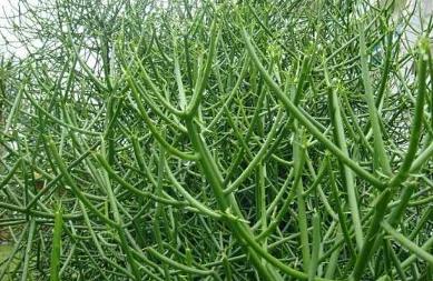 竹節(jié)草圖片！