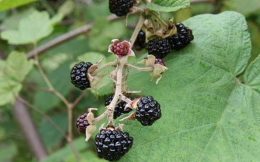 大烏泡的應(yīng)用