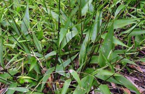 中藥竹葉參治療頭暈耳鳴的方法及其竹葉參的圖片辨別! 竹葉參的圖片