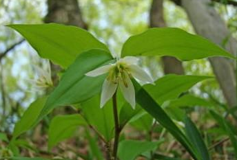 中藥竹葉參治療頭暈耳鳴的方法及其竹葉參的圖片辨別! 竹葉參的圖片