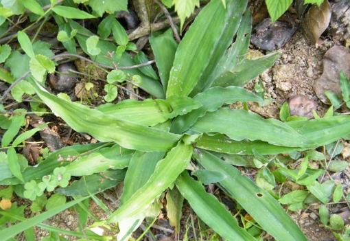 中藥竹葉參治療頭暈耳鳴的方法及其竹葉參的圖片辨別! 竹葉參的圖片