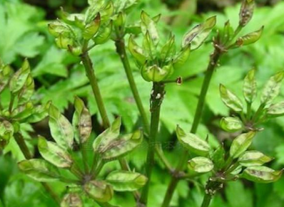 中藥方劑黃連解毒散的用法用量成及功效作用! 黃連