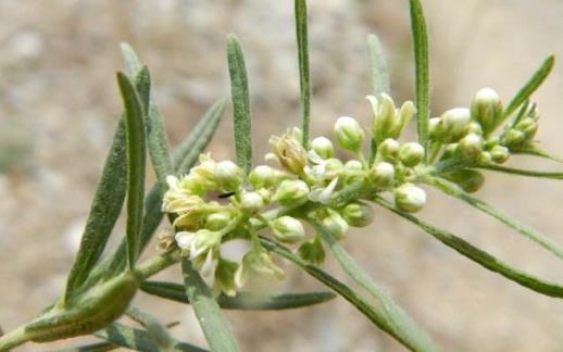 長在路邊的野果“地梢瓜”你吃過嗎?它的圖片形態(tài)是怎樣的! 地梢瓜圖片!