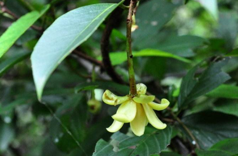 中藥糯米藤的栽種技術(shù)及其糯米藤的鑒別方法! 糯米藤的圖片