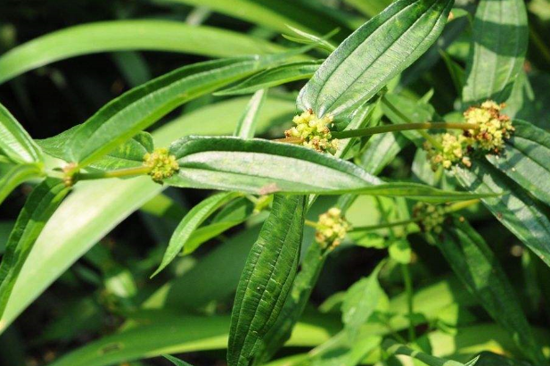 中藥糯米藤的栽種技術(shù)及其糯米藤的鑒別方法! 糯米藤的形態(tài)