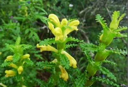 中藥鳳尾參的功效與作用及其鳳尾參的性狀鑒別! 鳳尾參的性狀