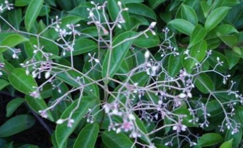 酸藤木藥材性狀！