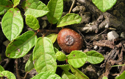 野地瓜的臨床應(yīng)用