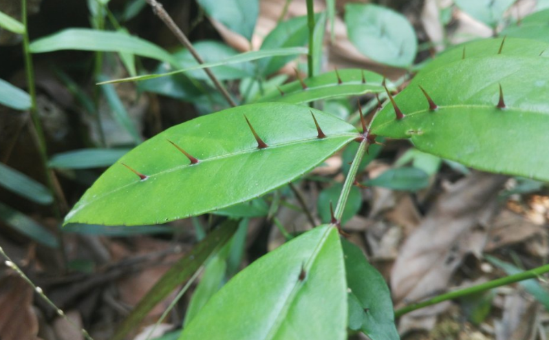 入地金牛的功效與作用