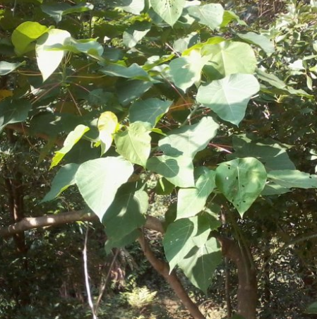 中藥大樹(shù)跌打的圖片形態(tài)