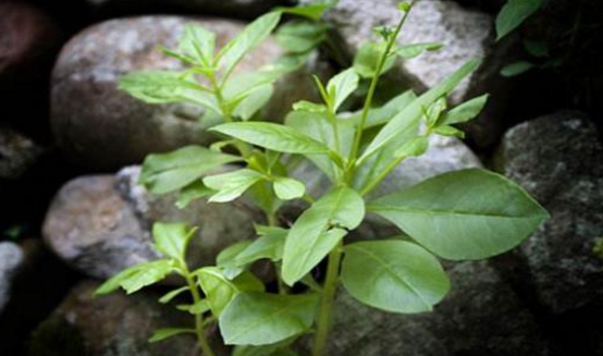 中藥假人參的植物形態(tài)及其繁殖方法的介紹! 假人參的圖片