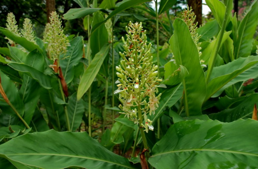 中藥大良姜的圖片特征及其功效與作用! 大良姜的圖片