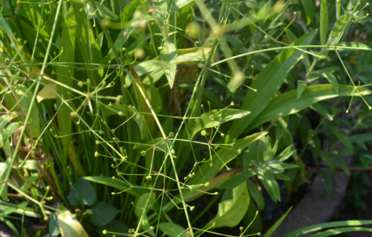 中藥大箭的圖片別名及其功效與用法! 大箭的用法