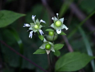 中藥大九股牛的圖片你知道嗎? 大九股牛的圖片