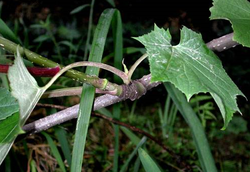 大九股牛的圖片