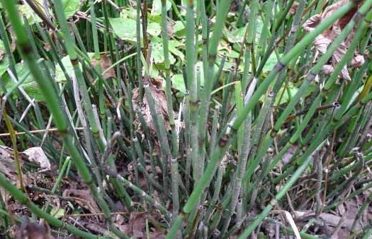 竹節(jié)草圖片！