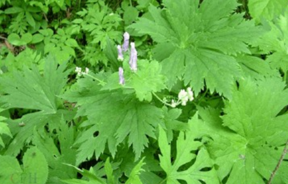 雪山一支蒿的臨床應(yīng)用