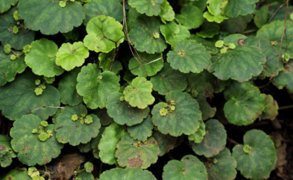 大虎耳草的圖片