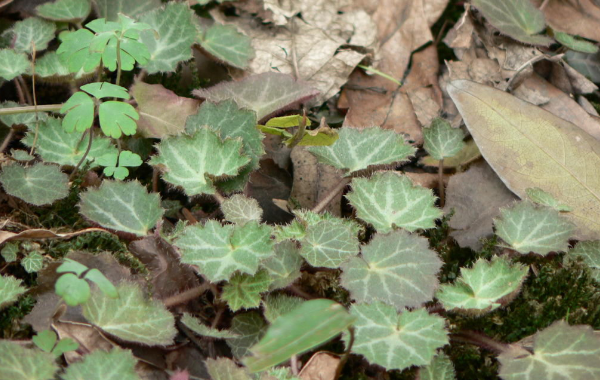 大虎耳草的功效與作用