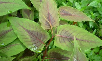 赤脛散功能主治！