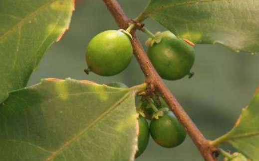 大風(fēng)子油的形態(tài)特征