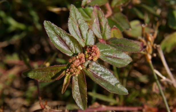 中藥大飛揚(yáng)草的功效與作用及其食用方法! 大飛揚(yáng)草的應(yīng)用