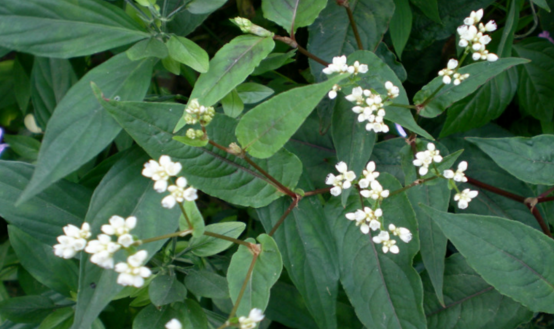 赤脛散的功效與作用有哪些?中草藥赤脛散的服用禁忌 赤脛散