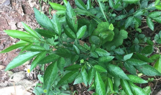 小孩吃了中草藥餓螞蟥腹脹嘔吐怎么辦?服用餓螞蝗的注意事項(xiàng) 餓螞蟥